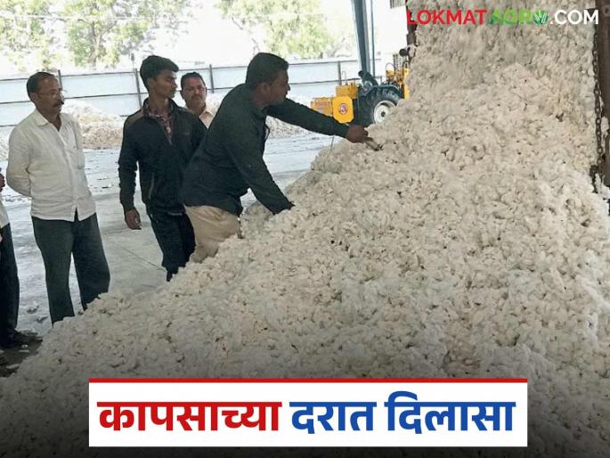 latest news Cotton Market: Improvement in cotton prices; Know how the price is being obtained | Cotton Market: कापसाच्या दरात सुधारणा; जाणून घ्या कसा मिळतोय दर latest news Cotton Market: Improvement in cotton prices; Know how the price is being obtained | Cotton Market: कापसाच्या दरात सुधारणा; जाणून घ्या कसा मिळतोय दर