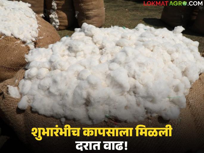 latest news Kapus Kharedi: Cotton procurement begins on the occasion of Dussehra; Price hike at the very beginning Read in detail | Kapus Kharedi : दसऱ्याच्या मुहूर्तावर कापूस खरेदीला सुरुवात; शुभारंभीच दरात वाढ वाचा सविस्तर