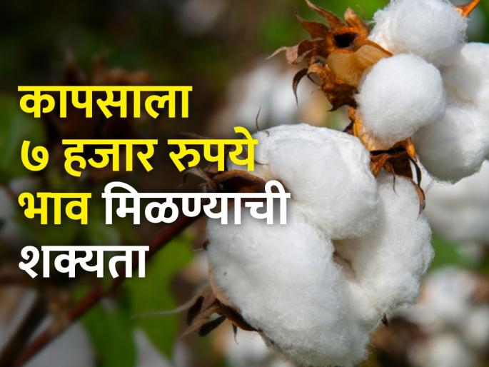 Cotton growers now await CCI's purchase | कापूस उत्पादकांना आता सीसीआयच्या खरेदीची प्रतीक्षा