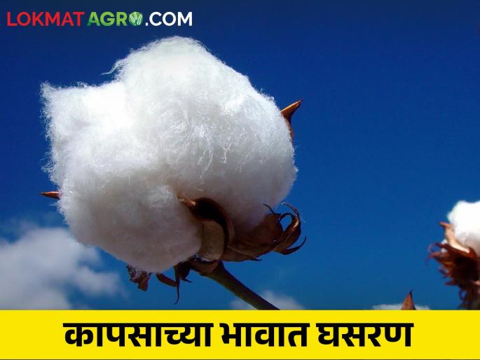 The price of cotton is Rs 400 below the MSP price | कापसाचे दर हमी भावापेक्षाही चारशे रुपयांनी खाली The price of cotton is Rs 400 below the MSP price | कापसाचे दर हमी भावापेक्षाही चारशे रुपयांनी खाली