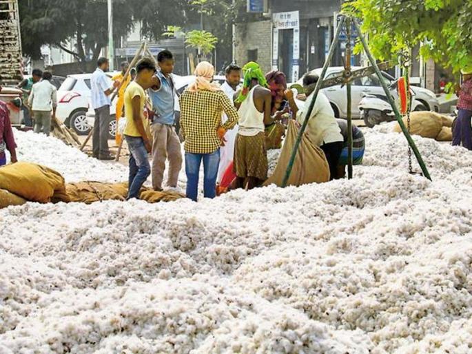 Cotton prices dropped by a hundred ruppes | कापसाचे दर शंभर रू पयांनी घटले Cotton prices dropped by a hundred ruppes | कापसाचे दर शंभर रू पयांनी घटले