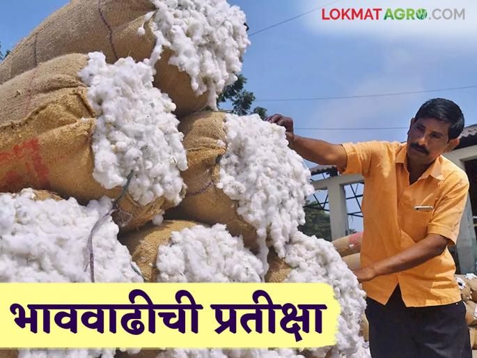 Cotton Market : Farmers hope for price increase of cotton; More than half of cotton is still in the house | Cotton Market : शेतकऱ्यांना आशा भाववाढीची; अर्धाअधिक कापूस अद्यापही घरातच वाचा सविस्तर Cotton Market : Farmers hope for price increase of cotton; More than half of cotton is still in the house | Cotton Market : शेतकऱ्यांना आशा भाववाढीची; अर्धाअधिक कापूस अद्यापही घरातच वाचा सविस्तर