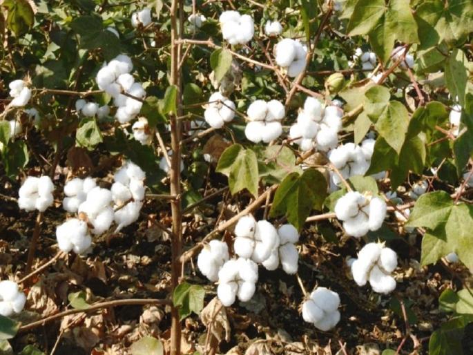 Bt straight variety developed in cotton crop for the first time in Maharashtra | महाराष्ट्रात पहिल्यांदाच कापुस पिकात बीटी सरळ वाण विकसित