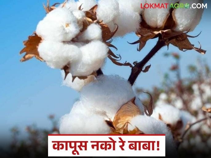 latest news Cotton Farmers Crisis: Who will understand the problems of cotton farmers? Read in detail | Cotton Farmers Crisis : कापूस उत्पादकांच्या अडचणी समजणार कोण? वाचा सविस्तर latest news Cotton Farmers Crisis: Who will understand the problems of cotton farmers? Read in detail | Cotton Farmers Crisis : कापूस उत्पादकांच्या अडचणी समजणार कोण? वाचा सविस्तर