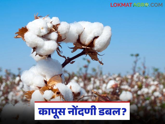 latest news Kapus Kharedi: Scrutiny of applications for cotton purchase; 5 thousand farmers caught in 'error' | Kapus Kharedi : कापूस खरेदीसाठी अर्जांची छाननी; ५ हजार शेतकरी 'त्रुटी'त अडकले