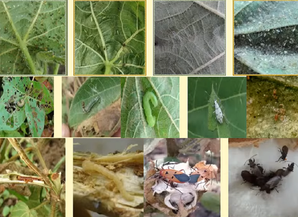 How can you identify the sucking pests in cotton crop? | कपाशीवरील रस शोषण करणाऱ्या किडी कशा ओळखाल ? How can you identify the sucking pests in cotton crop? | कपाशीवरील रस शोषण करणाऱ्या किडी कशा ओळखाल ?