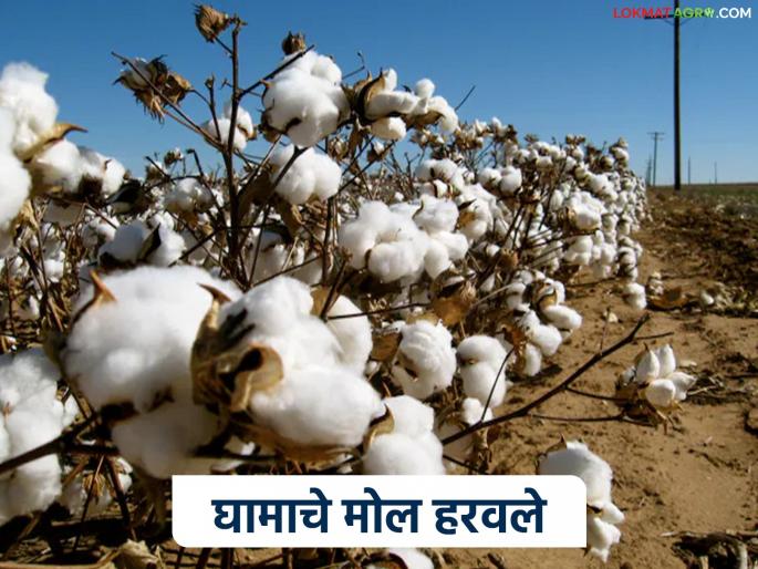 latest news Cotton Market: Sweat lost its value; Cotton prices broke the farmers' side. Read in detail | Cotton Market : घामाचे मोल हरले; कापसाच्या दरांनी शेतकऱ्यांची बाजू मोडली वाचा सविस्तर