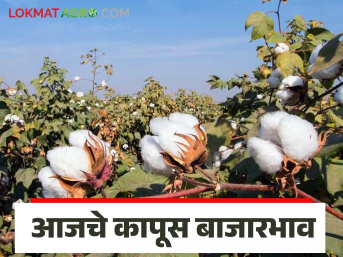 Latest News long staple and medium staple cotton Read detailed market prices | Kapus Bajarbhav : लांब स्टेपल आणि मध्यम स्टेपल कापसाला काय भाव मिळतोय? वाचा सविस्तर बाजारभाव 