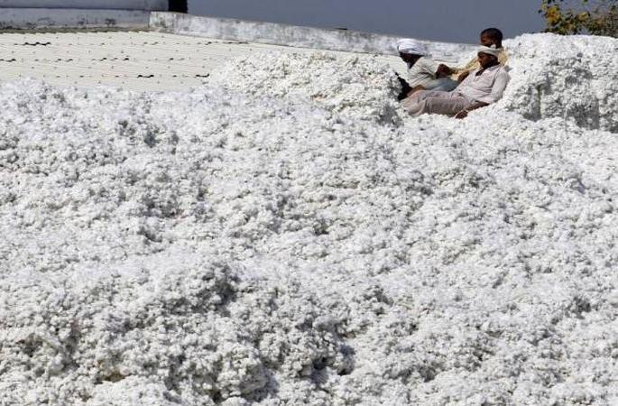 Cotton prices fall; farmers in trouble! | कापसाचे दर गडगडले; उत्पादक अडचणीत! Cotton prices fall; farmers in trouble! | कापसाचे दर गडगडले; उत्पादक अडचणीत!