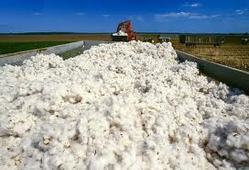 cotton market in the state will continue to rise this year | राज्यात कापसाचा बाजार यंदा तेजीत राहणार; ‘सीसीआय’चा अंदाज cotton market in the state will continue to rise this year | राज्यात कापसाचा बाजार यंदा तेजीत राहणार; ‘सीसीआय’चा अंदाज