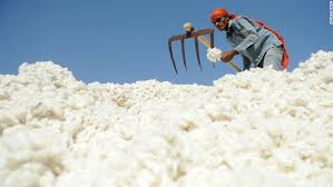 Cotton prices fell by two hundred rupees! | कापसाचे दर दोनशे रुपयांनी घटले!  Cotton prices fell by two hundred rupees! | कापसाचे दर दोनशे रुपयांनी घटले!