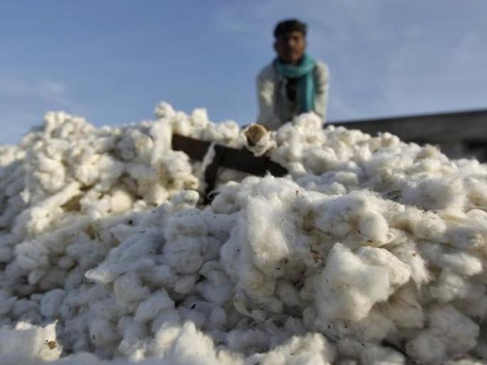 Cotton prices likely to drop this year! | कापसाचे दर यावर्षी घटण्याची शक्यता! Cotton prices likely to drop this year! | कापसाचे दर यावर्षी घटण्याची शक्यता!