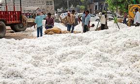 'Marketing' to buy cotton for prolonged | ‘पणन’चा कापूस खरेदी मुहूर्त लांबणीवर 'Marketing' to buy cotton for prolonged | ‘पणन’चा कापूस खरेदी मुहूर्त लांबणीवर