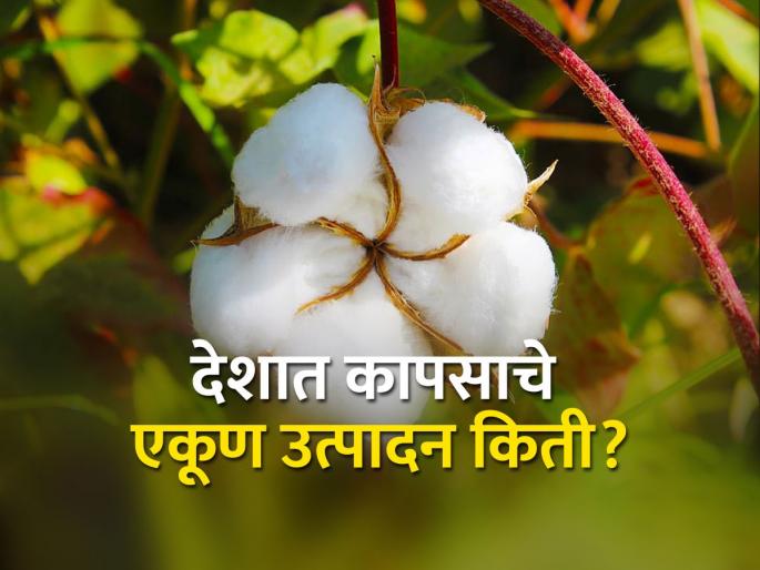 A miscalculation spoiled the calculations of the cotton growers | चुकीच्या अंदाजाने बिघडविले कापूस उत्पादकांचे गणित