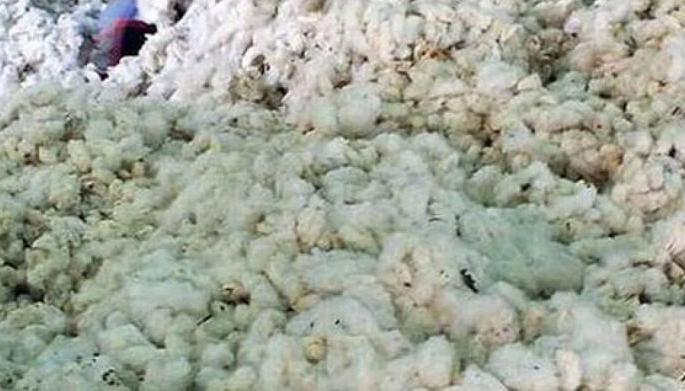 Cotton pruchsing increase at Market | ‘पणन’कडे कापसाचा ओघ!