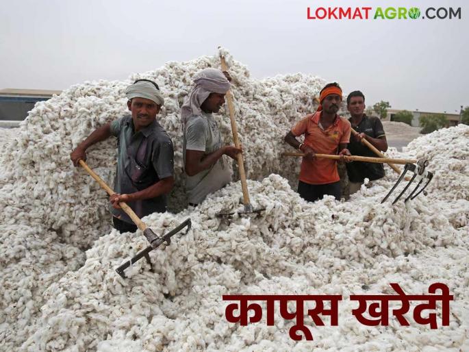 Cotton Market: 118 out of 121 cotton procurement centers open in the state | Cotton Market : राज्यात १२१ पैकी ११८ कापूस खरेदी केंद्रे सुरू Cotton Market: 118 out of 121 cotton procurement centers open in the state | Cotton Market : राज्यात १२१ पैकी ११८ कापूस खरेदी केंद्रे सुरू