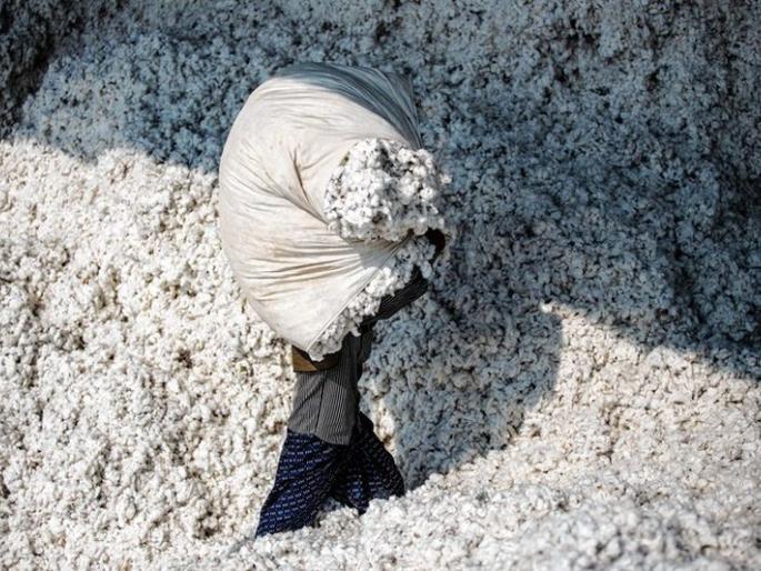 cotton purchacing by government not yet started | शासकीस कापूस खरेदीचा अद्याप मुहूर्त नाही!