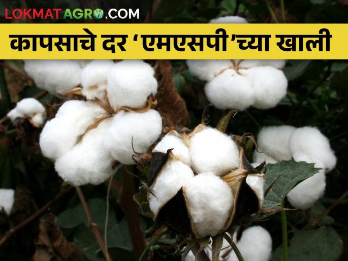 Government silent on cotton purchase; The loss to farmers is at least Rs 220 to 520 per quintal | कापूस खरेदीवर सरकार ढिम्म; शेतकऱ्यांना प्रतिक्विंटल किमान २२० ते ५२० रुपयांचे नुकसान