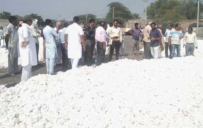 Recordbreak Cotton purchasing by cotton fedration | ‘पणन’ची यावर्षी विक्रमी कापूस खरेदीकडे वाटचाल  Recordbreak Cotton purchasing by cotton fedration | ‘पणन’ची यावर्षी विक्रमी कापूस खरेदीकडे वाटचाल