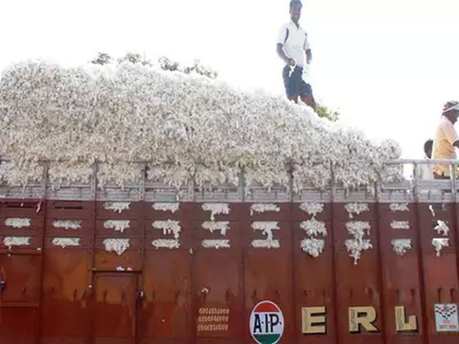 Cotton procurement centers to be started: Collector Thackeray | कापूस खरेदी केंद्रे सुरु होणार : जिल्हाधिकारी ठाकरे
