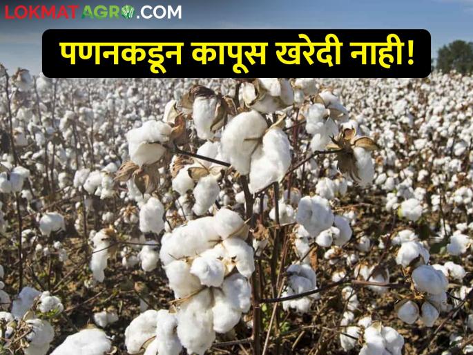 Latest News Center's order, but still no cotton purchase from Panan mahamandal | केंद्राचा आदेश, मात्र अद्यापही पणनकडून कापूस खरेदी नाही! Latest News Center's order, but still no cotton purchase from Panan mahamandal | केंद्राचा आदेश, मात्र अद्यापही पणनकडून कापूस खरेदी नाही!