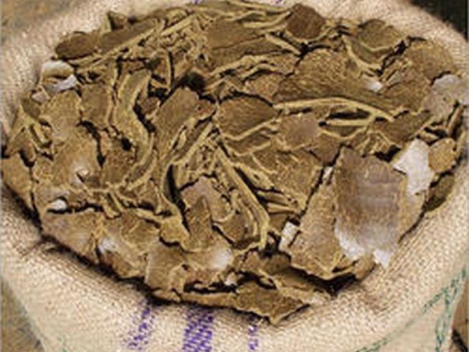 Storage of cotton seed cake ; Prices went up to four thousand | सरकी ढेपची साठवणूक; भाव गेले चार हजारांवर  Storage of cotton seed cake ; Prices went up to four thousand | सरकी ढेपची साठवणूक; भाव गेले चार हजारांवर