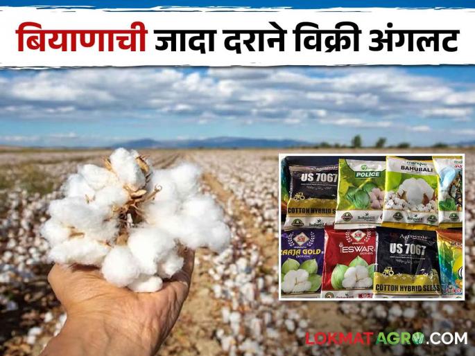 As soon as 864 packets of cotton were sold for Rs 1400, a case was registered against the director of the Agricultural Service Centre | Cotton : कापसाच्या ८६४ च्या पाकिटाची १४०० रुपयांना विक्री; कृषी सेवा केंद्रचालकावर गुन्हा As soon as 864 packets of cotton were sold for Rs 1400, a case was registered against the director of the Agricultural Service Centre | Cotton : कापसाच्या ८६४ च्या पाकिटाची १४०० रुपयांना विक्री; कृषी सेवा केंद्रचालकावर गुन्हा