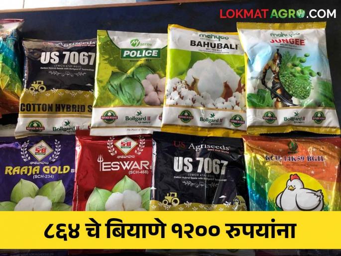 As soon as it rains, cotton seeds of 864 at Rs. 1,200; Robbery of farmers by traders | पाऊस पडताच ८६४ चे कपाशी बियाणे १२०० रुपयांना; व्यापाऱ्यांकडून शेतकरी बांधवांची लूट As soon as it rains, cotton seeds of 864 at Rs. 1,200; Robbery of farmers by traders | पाऊस पडताच ८६४ चे कपाशी बियाणे १२०० रुपयांना; व्यापाऱ्यांकडून शेतकरी बांधवांची लूट
