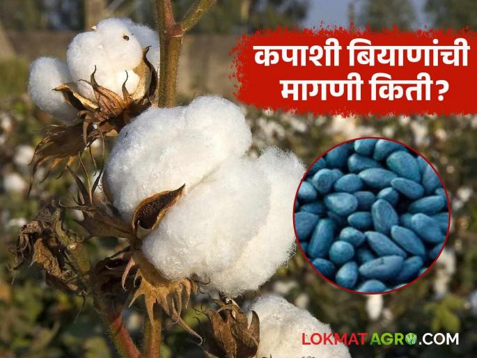 Kharif Season: How much cotton seeds will the state need this year? Will the area increase or decrease? Read in detail | kharif Season : यंदा राज्याला कपाशीचे किती बियाणे लागणार? क्षेत्र वाढणार की घटणार वाचा सविस्तर Kharif Season: How much cotton seeds will the state need this year? Will the area increase or decrease? Read in detail | kharif Season : यंदा राज्याला कपाशीचे किती बियाणे लागणार? क्षेत्र वाढणार की घटणार वाचा सविस्तर