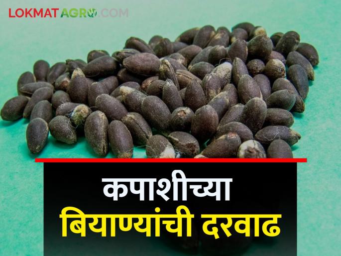 Latest News Rs 11 increase in price of 'outdated' BG-2 cotton seeds | Cotton Seed Rate : यंदाही कपाशीच्या ‘आउटडेटेड’ बीजी-२ बियाणे दरात वाढ, शेतकरी काय म्हणाले? Latest News Rs 11 increase in price of 'outdated' BG-2 cotton seeds | Cotton Seed Rate : यंदाही कपाशीच्या ‘आउटडेटेड’ बीजी-२ बियाणे दरात वाढ, शेतकरी काय म्हणाले?