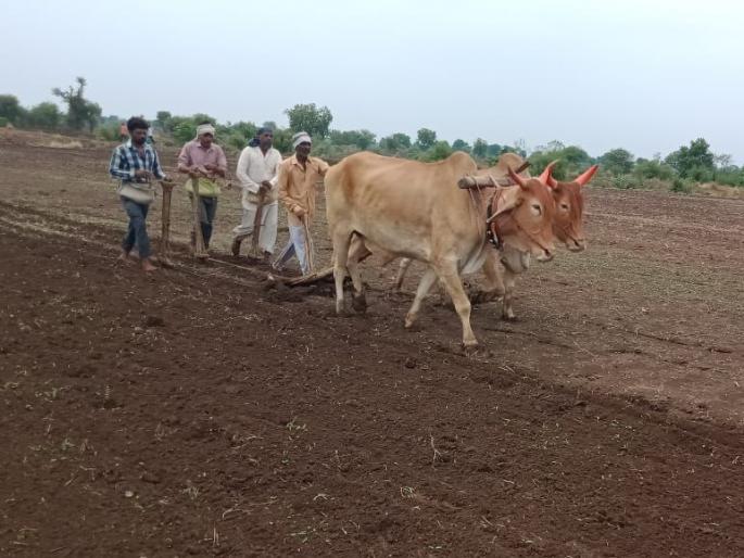 Cotton sowing in Akola district is 34% complete! | अकोला जिल्ह्यात कापसाची पेरणी ३४ टक्के आटोपली! Cotton sowing in Akola district is 34% complete! | अकोला जिल्ह्यात कापसाची पेरणी ३४ टक्के आटोपली!