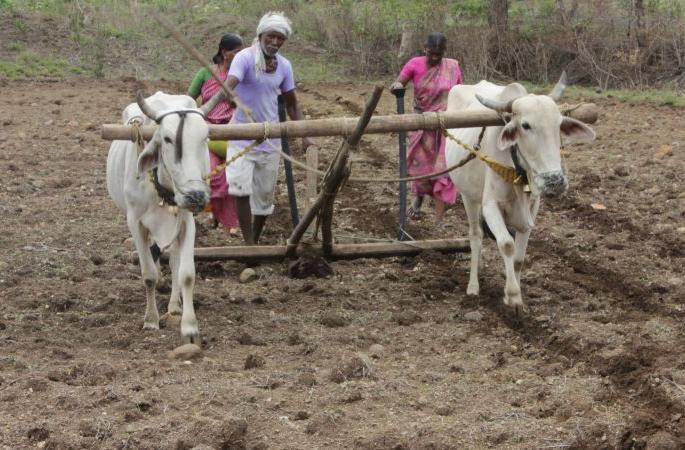 Cotton growers hit by Rs 26,000 crore | देशातील कापूस उत्पादकांना २६ हजार कोटींचा फटका!