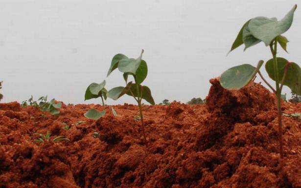 Cotton sowing will decrease if rain is delayed! | पाऊस लांबल्यास कापसाचा पेरा घटणार! Cotton sowing will decrease if rain is delayed! | पाऊस लांबल्यास कापसाचा पेरा घटणार!