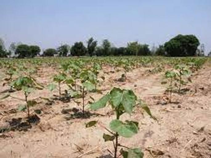 Effect on cotton sowing due to short growth of Hamidar | हमीदराच्या अल्पवाढीमुळे कपाशी पेरणीवर परिणाम