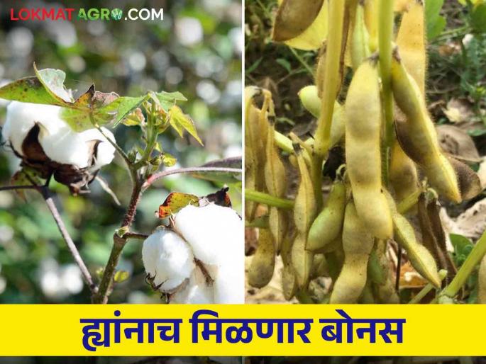 Kapus Soybean Anudan: These farmers will get cotton and soybean bonus | Kapus Soybean Anudan : ह्याच शेतकऱ्यांना मिळणार कापूस आणि सोयाबीनचा बोनस Kapus Soybean Anudan: These farmers will get cotton and soybean bonus | Kapus Soybean Anudan : ह्याच शेतकऱ्यांना मिळणार कापूस आणि सोयाबीनचा बोनस