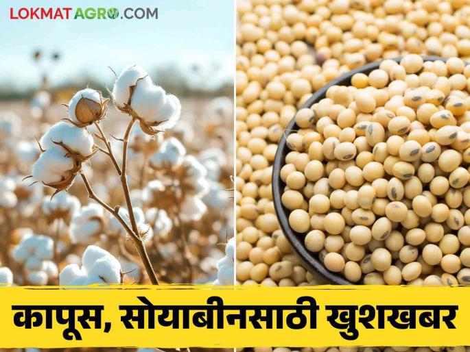 Central government big decision regarding to purchase soybean and cotton read in detail | सोयाबीन, कापूस खरेदीसाठी केंद्र सरकारचा हा मोठा निर्णय वाचा सविस्तर Central government big decision regarding to purchase soybean and cotton read in detail | सोयाबीन, कापूस खरेदीसाठी केंद्र सरकारचा हा मोठा निर्णय वाचा सविस्तर