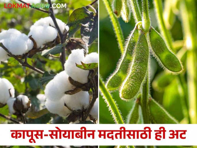 Registration of e-crop sowing record required for cotton-soybean subsidy of 5 thousand | कापूस-सोयाबीन ५ हजारांच्या अनुदानासाठी ई-पीक पेऱ्याची नोंद आवश्यक