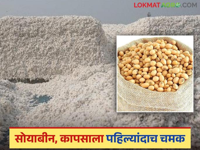 Soyabean, Cotton Update: Soyabean, cotton are getting good prices; Read in detail | Soyabean, Cotton Update: सोयाबीन, कापसाला मिळत आहेत चांगले दर; वाचा सविस्तर Soyabean, Cotton Update: Soyabean, cotton are getting good prices; Read in detail | Soyabean, Cotton Update: सोयाबीन, कापसाला मिळत आहेत चांगले दर; वाचा सविस्तर