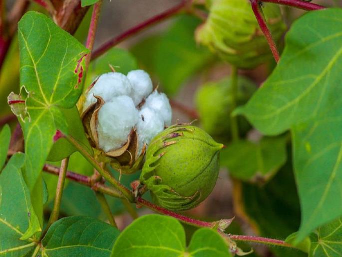 How to control sucking pests in cotton crop? | कपाशीवरील रस शोषण करणाऱ्या किडींचे नियंत्रण कसे कराल ? How to control sucking pests in cotton crop? | कपाशीवरील रस शोषण करणाऱ्या किडींचे नियंत्रण कसे कराल ?