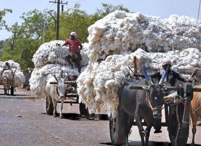 Cotton to be bought in market committees from Monday! | सोमवारपासून बाजार समित्यांमध्ये होणार कापूस खरेदी! Cotton to be bought in market committees from Monday! | सोमवारपासून बाजार समित्यांमध्ये होणार कापूस खरेदी!