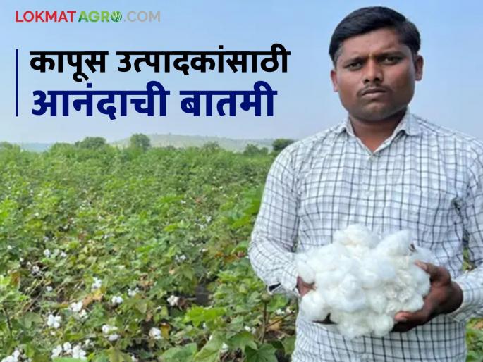 CCI Cotton Market: latest news Good news for cotton growers; Cotton procurement resumed on 'this' day Read in detail | CCI Cotton Market: कापुस उत्पादकांना खुशखबर; 'या' दिवशी कापूस खरेदी पूर्ववत वाचा सविस्तर CCI Cotton Market: latest news Good news for cotton growers; Cotton procurement resumed on 'this' day Read in detail | CCI Cotton Market: कापुस उत्पादकांना खुशखबर; 'या' दिवशी कापूस खरेदी पूर्ववत वाचा सविस्तर