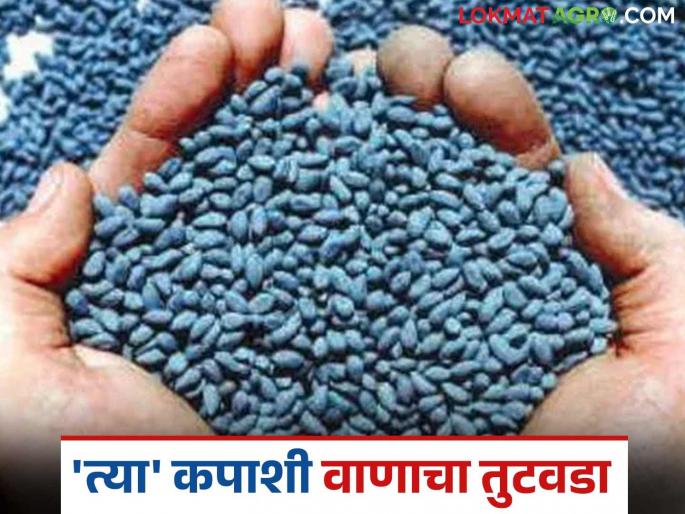latest news Cotton Variety: Shortage of 'that' cotton variety in the Kharpan belt; What is the reason? Read in detail | Cotton Variety : खारपाण पट्ट्यात 'त्या' कपाशी वाणाचा तुटवडा; काय आहे कारण वाचा सविस्तर latest news Cotton Variety: Shortage of 'that' cotton variety in the Kharpan belt; What is the reason? Read in detail | Cotton Variety : खारपाण पट्ट्यात 'त्या' कपाशी वाणाचा तुटवडा; काय आहे कारण वाचा सविस्तर