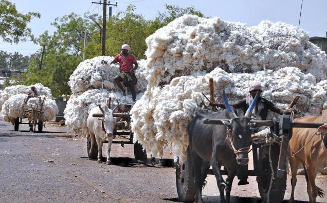 cotton in Washim is going out of the district! | वाशिम जिल्ह्यातील कापूस जातोय बाहेरच्या जिल्ह्यात! cotton in Washim is going out of the district! | वाशिम जिल्ह्यातील कापूस जातोय बाहेरच्या जिल्ह्यात!