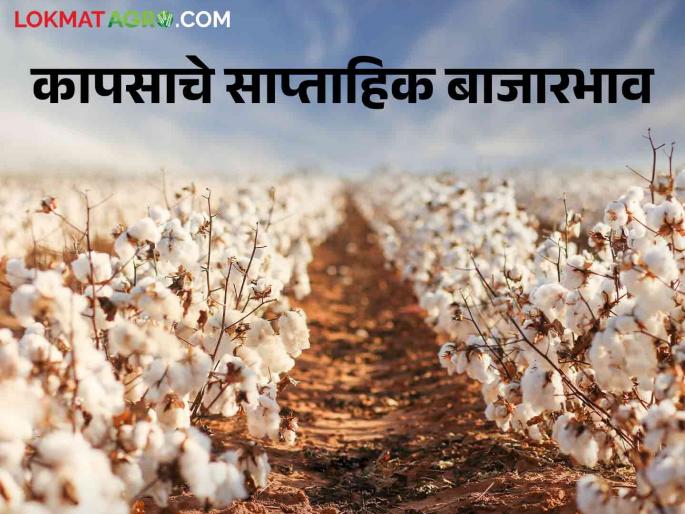 Latest news Cotton Market Good market price for cotton in Rajkot market, read last week's rates  | Cotton Market : राजकोट बाजारात कापसाला चांगला बाजारभाव, वाचा मागील आठवड्यातील दर  Latest news Cotton Market Good market price for cotton in Rajkot market, read last week's rates  | Cotton Market : राजकोट बाजारात कापसाला चांगला बाजारभाव, वाचा मागील आठवड्यातील दर