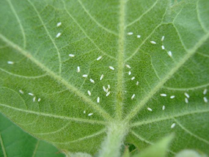 Identify and timely control of sucking pests in cotton | कपाशीवरील रस शोषणाऱ्या किडी ओळखा आणि वेळीच नियंत्रण करा Identify and timely control of sucking pests in cotton | कपाशीवरील रस शोषणाऱ्या किडी ओळखा आणि वेळीच नियंत्रण करा