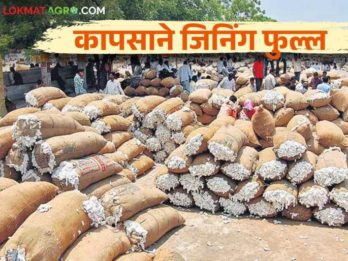 Cotton Market: Ginning of 22 thousand quintals of cotton stopped in Yavatmal district | Cotton Market : यवतमाळ जिल्ह्यात २२ हजार क्विंटल कापसाचे जिनिंग थांबले
