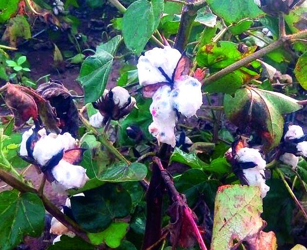 Farmer's white gold in the field! | शेतकर्‍यांचे पांढरे सोने शेतातच!