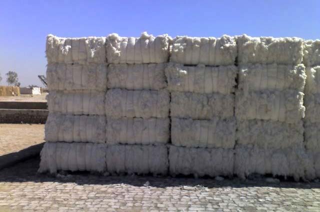 75 lakh bales of cotton fell to CCI | सीसीआयकडे ७५ लाख कापसाच्या गाठी पडून 75 lakh bales of cotton fell to CCI | सीसीआयकडे ७५ लाख कापसाच्या गाठी पडून