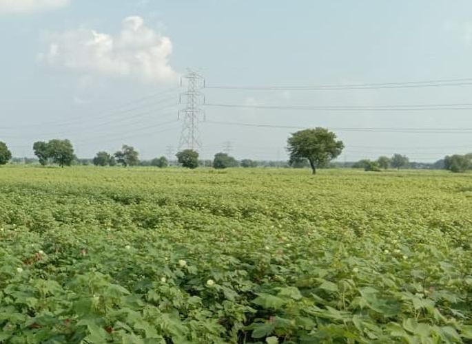 Probability of production decline in cotton production | कपाशी पिकावर यावर्षीही संक्रांत;  ३० ते ४० टक्के उत्पादन घटण्याची शक्यता