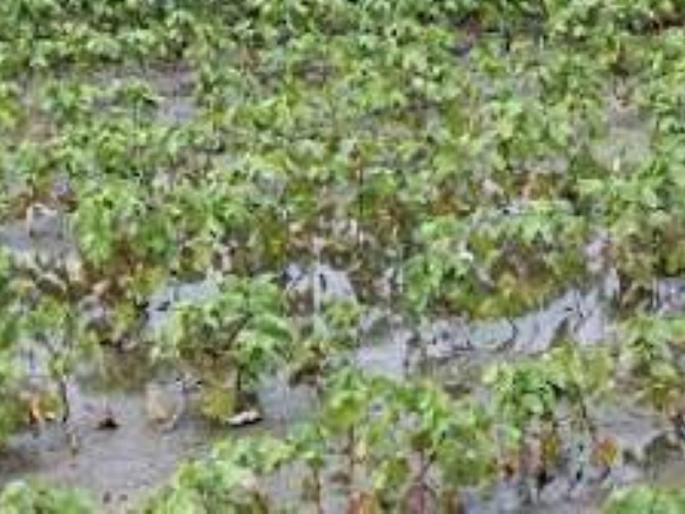 On the eve of the festival, Farmers is in trouble! | सणासुदीच्या तोंडावर बळीराजा सापडलाय संकटात! On the eve of the festival, Farmers is in trouble! | सणासुदीच्या तोंडावर बळीराजा सापडलाय संकटात!